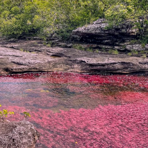 cano-cristales-colored-river-guaviare-colombia.webp