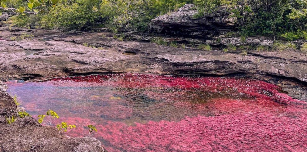 cano-cristales-colored-river-guaviare-colombia.webp