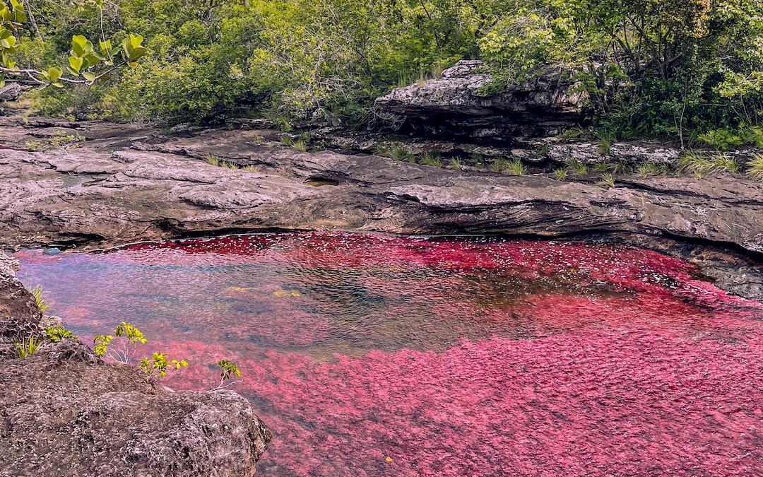 cano-cristales-colored-river-guaviare-colombia.webp